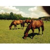 Equine Bodywork - Orthomoleculair voedingstherapeut paard